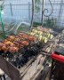 Шашлык на мангале "Итальянец"